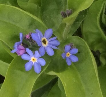 Myosotis Blue Six Pack