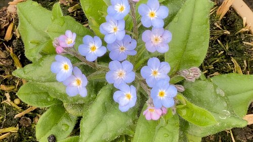 Myosotis My Oh My 1.5 litre