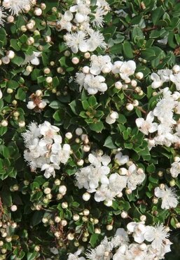 Myrtus Communis 3 Litre - image 2