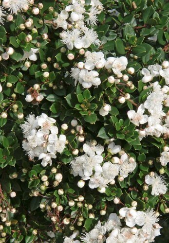 Myrtus Mini Stem Mix 3 Litre - image 1
