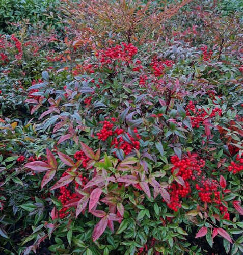 Nandina Domestica 35 Litre - image 1