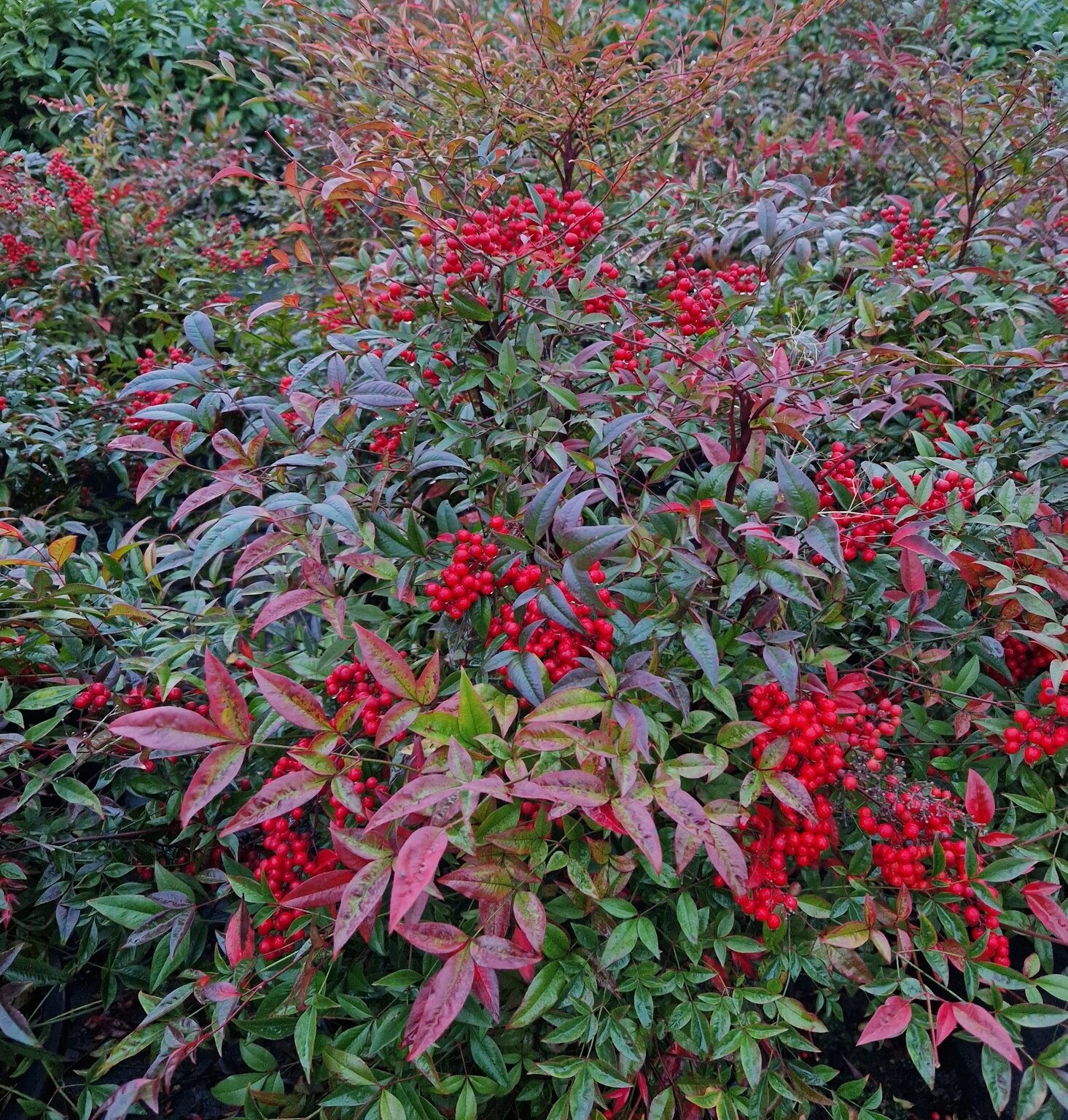 Nandina Domestica 35 Litre Stewarts Garden Centre