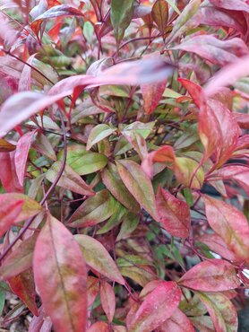 Nandina domestica Firepower 3 Litre - image 2