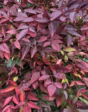 Nandina domestica Obsessed 2 Litre - image 2