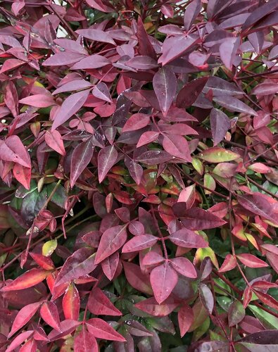 Nandina Domestica Obsessed 3 litre - image 1