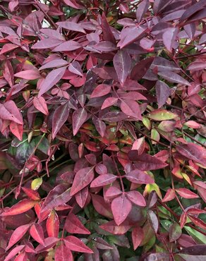 Nandina Domestica Obsessed 3 litre - image 1