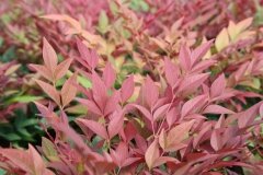 Nandina domestica Red Light 2 Litre