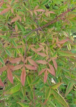 Nandina domestica Richmond 3 Litre - image 2