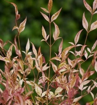 Nandina domestica Twilight 3 Litre - image 1