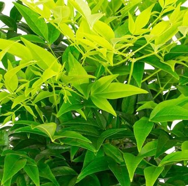 Nandina Lemon & Lime 27cm