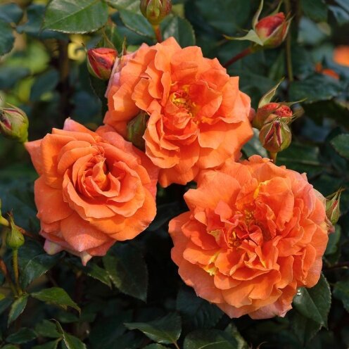 Naranga Cottage Garden Climbing Rose 5.5 Litre