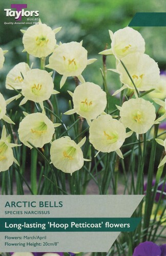 Narcissi Arctic Bells x 7