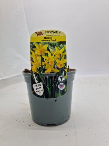 Narcissi February Gold Potted Bulb 1 Litre