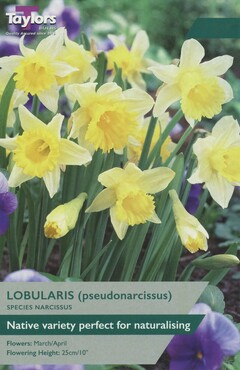 Narcissi Lobularis x 5