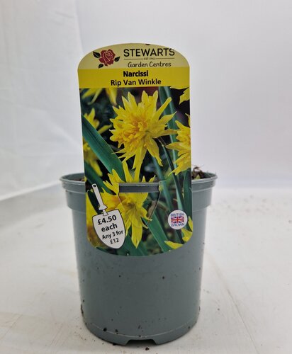 Narcissi Rip Van Winkle Potted Bulb 1 Litre