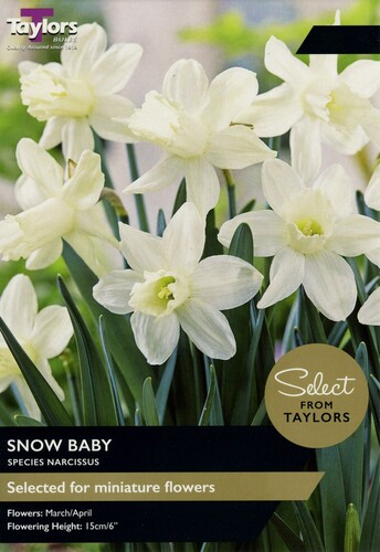 Narcissi Snow Baby