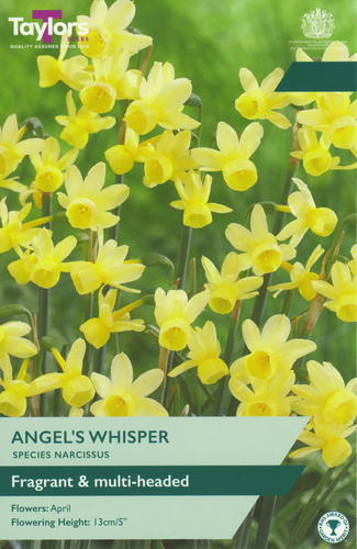 Narcissus Angels Whisper