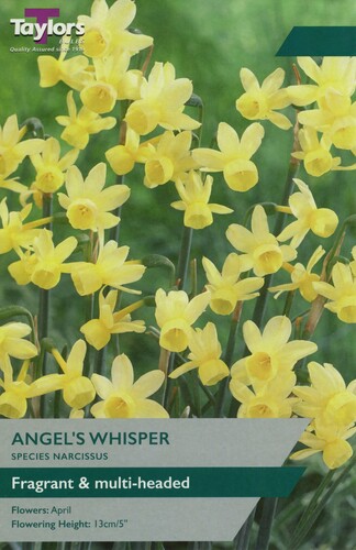 Narcissus Angels Whisper x 7