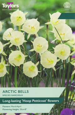 Narcissus Arctic Bells