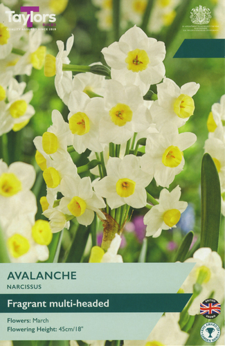 Narcissus Avalanche