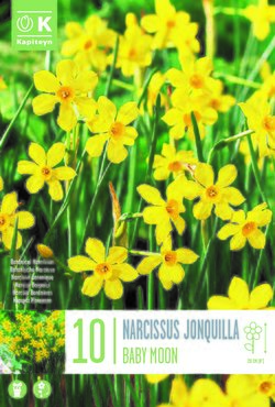 Narcissus Botanical Baby Moon x 10