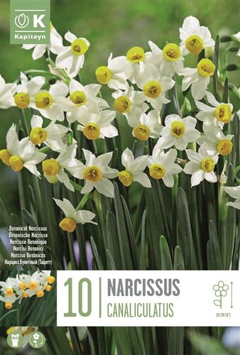 Narcissus Botanical Canaliculatus