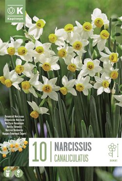 Narcissus Botanical Canaliculatus