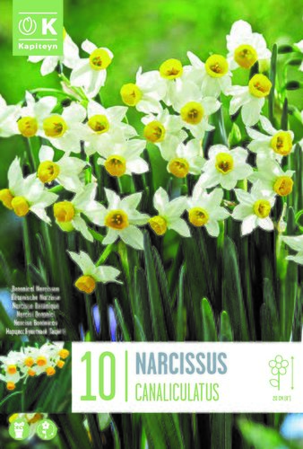 Narcissus Botanical Canaliculatus