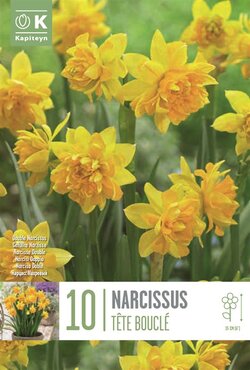 Narcissus Botanical Double Tete A Tete