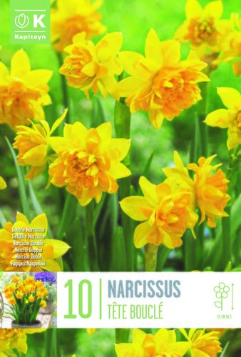 Narcissus Botanical Double Tete A Tete x 10