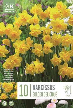 Narcissus Botanical Golden Delicious