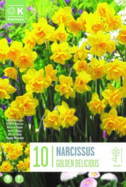 Narcissus Botanical Golden Delicious x10