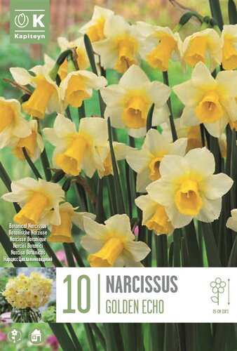 Narcissus Botanical Golden Echo