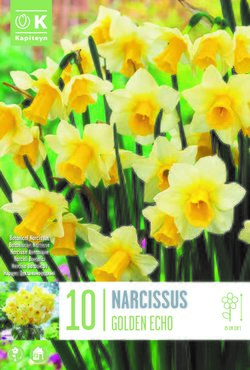 Narcissus Botanical Golden Echo x 10