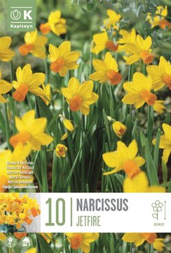 Narcissus Botanical Jetfire