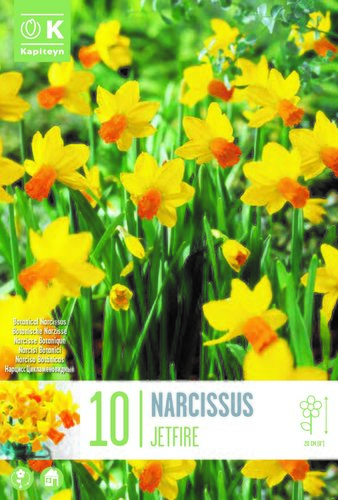 Narcissus Botanical Jetfire x 10