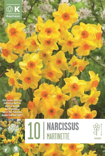 Narcissus Botanical Martinette
