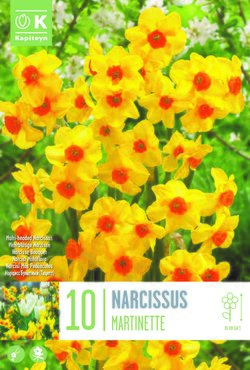 Narcissus Botanical Martinette x 10