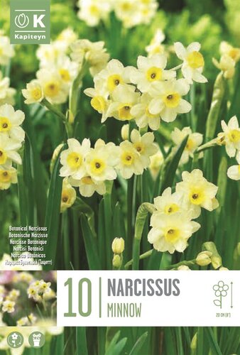 Narcissus Botanical Minnow