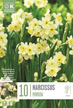 Narcissus Botanical Minnow