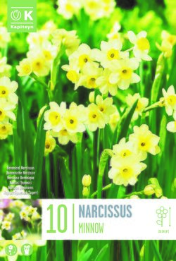 Narcissus Botanical Minnow x 10