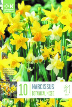 Narcissus Botanical Mixed Colours x 10