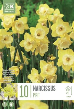 Narcissus Botanical Pipit