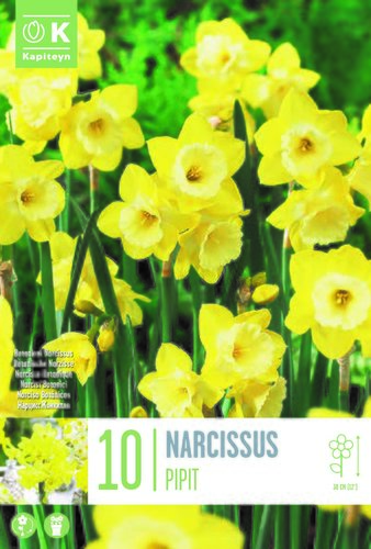 Narcissus Botanical Pipit x 10