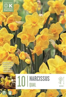 Narcissus Botanical Quail