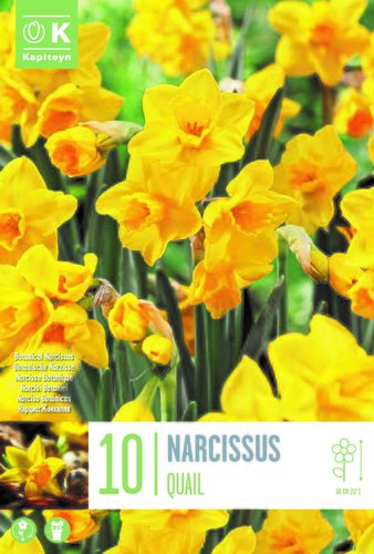 Narcissus Botanical Quail x 10