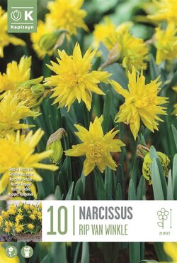 Narcissus Botanical Rip Van Winkle