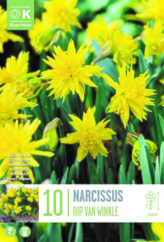 Narcissus Botanical Rip Van Winkle x 10