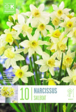 Narcissus Botanical Sailboat x 10