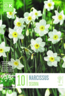 Narcissus Botanical Segovia x 10